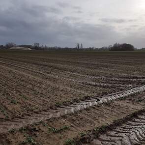 12 maart: Rik van der Weele heeft voor opkomst een onkruidbestrijding toegepast met een bodemherbicide. Eind februari heeft hij 260 kg Kali60 per hectare gestrooid.