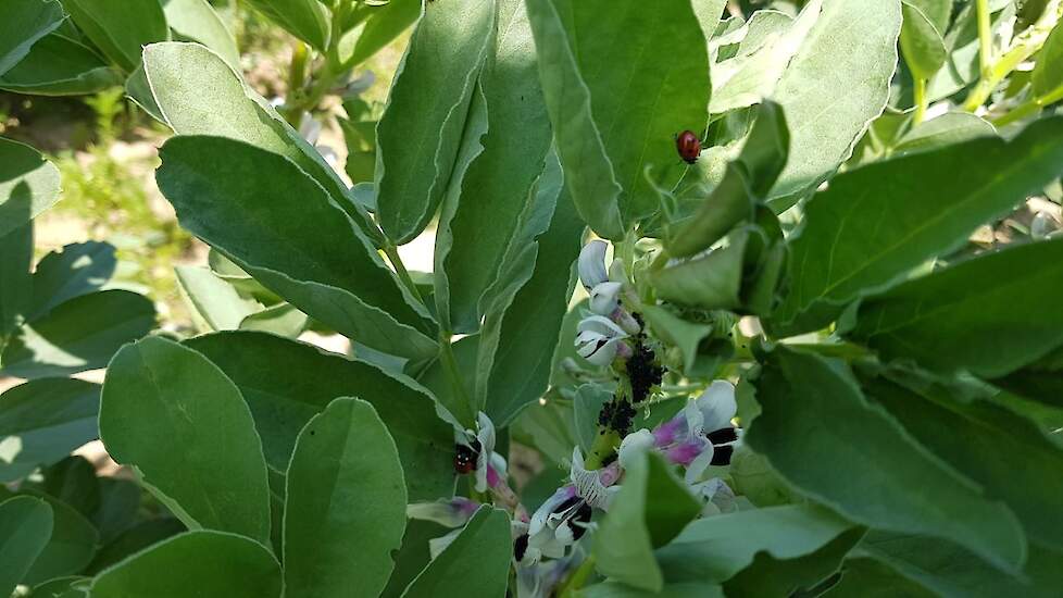 31 mei: Bovenin het gewas zijn de luizen zichtbaar, maar gelukkig ook de lieveheersbeestjes, als natuurlijke bestrijder. Omdat Van der Weele ook de bladrandkever heeft aangetroffen, gaat hij deze week spuiten. Hij gebruikt hiervoor een middel dat beide pl