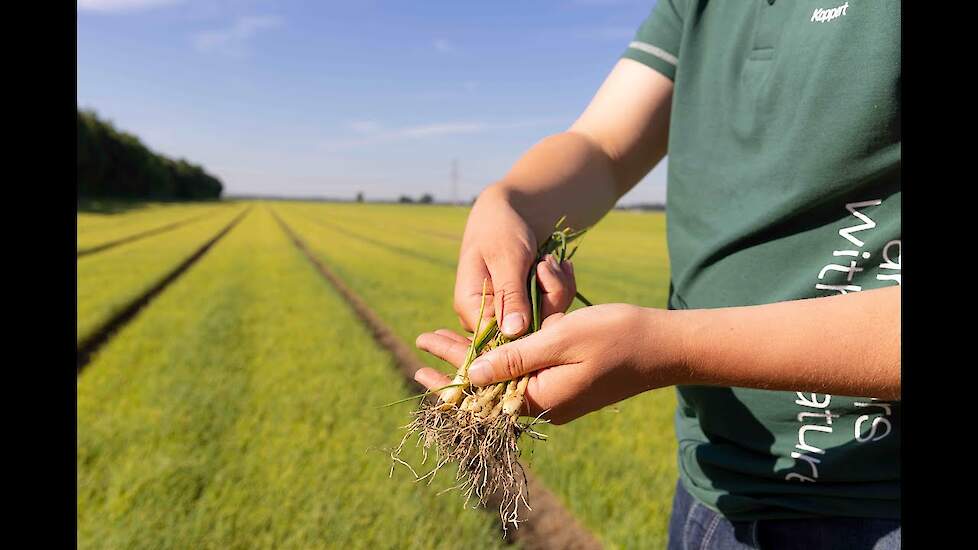 Webinar nuttige nematoden in akkerbouw - uienvlieg en bonenvlieg