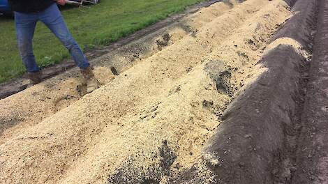 Aardappelruggen afgedekt met stro, in een eerdere veldproef van Agrifirm en HZPC.