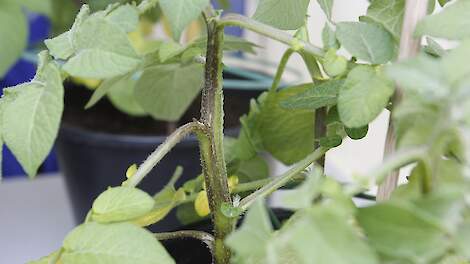 Close-up van potjes met aardappelplanten in laboratorium