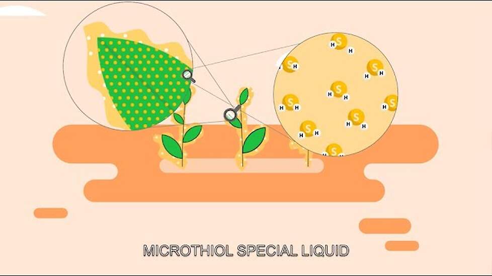 Werkingsmechanisme bio-fungicide MICROTHIOL SPECIAL LIQUID