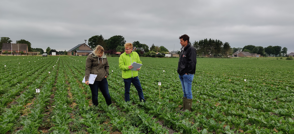 Technisch Crop Manager Marcel van Doorne (midden) bespreekt resultaten bietenproefveld.