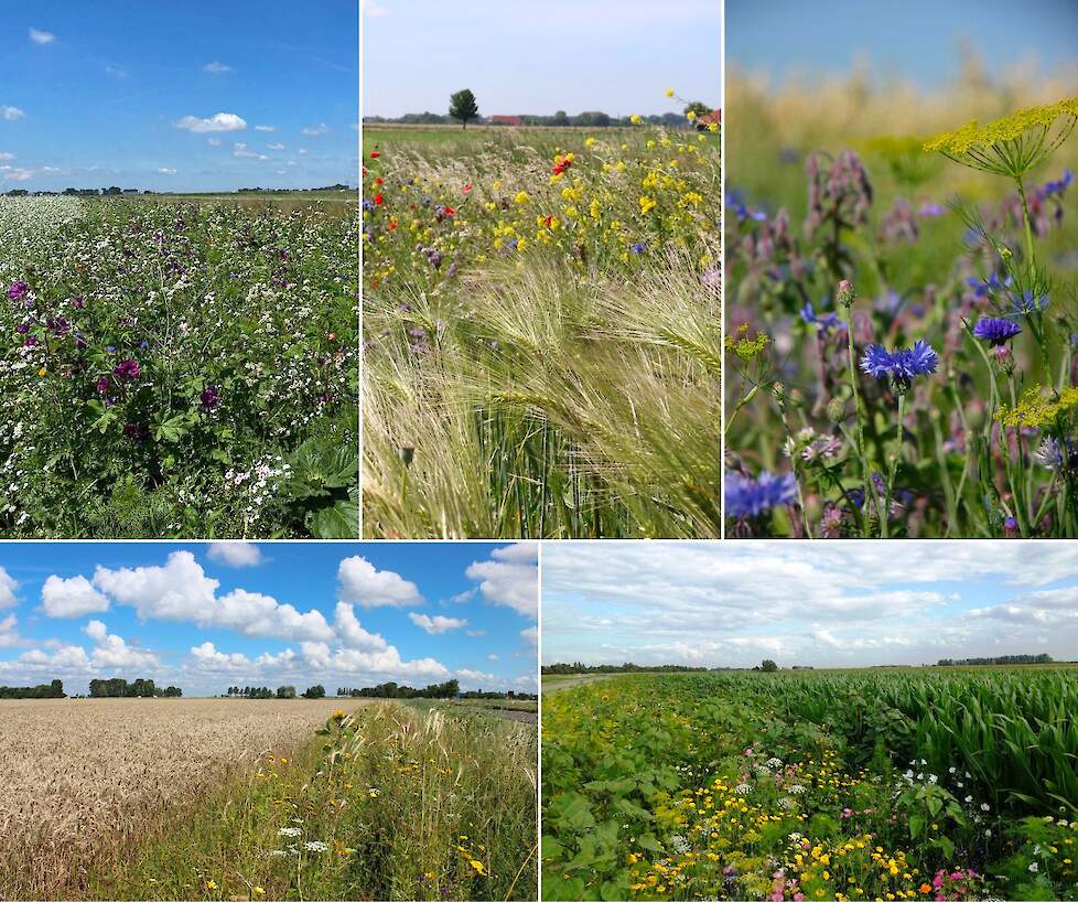 Afbeelding: een 1-jarig akkerrandmengsel heeft een kleurrijke uitstraling, het meerjarige Akkerrand Bloemrijk 2 heeft een samenstelling met natuurlijke uitstraling.