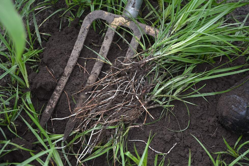 Knolcyperus.