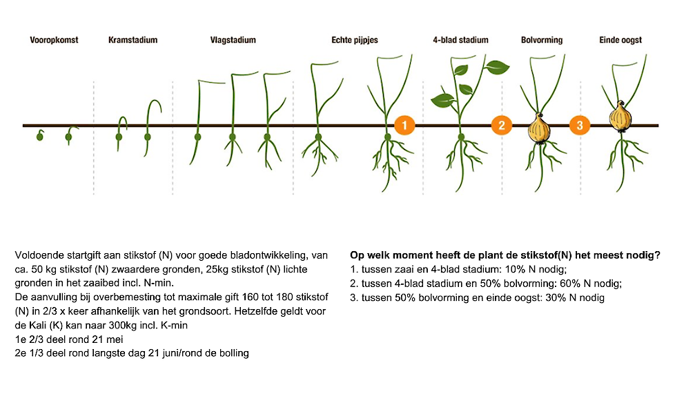 Figuur 1: Groeistadia uien. Bron: Hazera