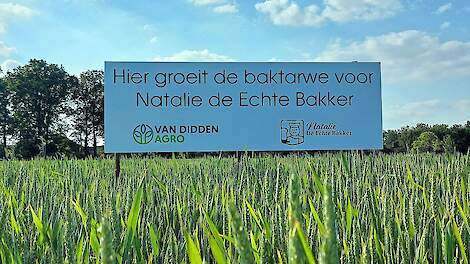 Gunstige oogstvooruitzichten laten de tarwenoteringen deze week verder dalen.