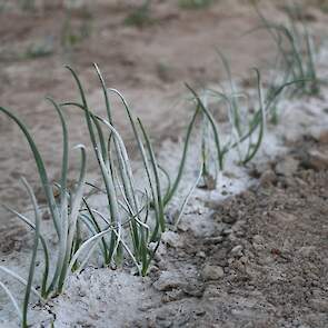 Na de droogte en harde wind van begin juni leken de gewassen bijna stil te staan in hun ontwikkeling. Door twee dagen voorafgaand aan de demo een paar planten wit te spuiten, kon Lynette Verweel van Bejo/DGS laten zien, hoeveel nieuw (groen) blad er in de