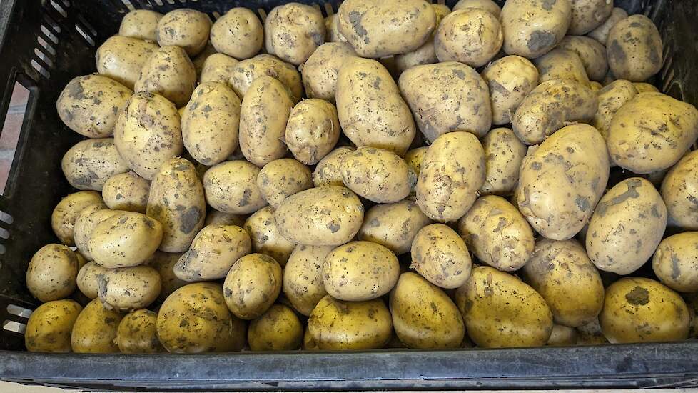 Traditiegetrouw wordt het eerste kistje aardappelen geveild voor een goed doel.
