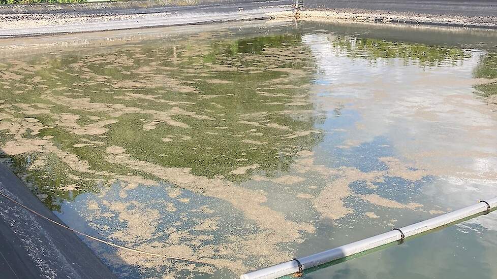 „We begonnen dit seizoen met een vol bassin. Maar na enkele maanden hitte en droogte kwam de bodem in zicht.” Het bassin heeft een capaciteit van 3.000 kuub.