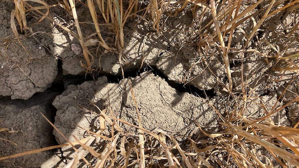 Sinds 10 mei heeft het gebied slechts 25 mm neerslag gehad, waarvan 15 mm binnen een kwartier tijdens een zware bui in juni. Water is hard nodig in het Zeeuwse. „De grond is kurkdroog.” Het thema zoet water staat nu wel op de politieke agenda, constateert