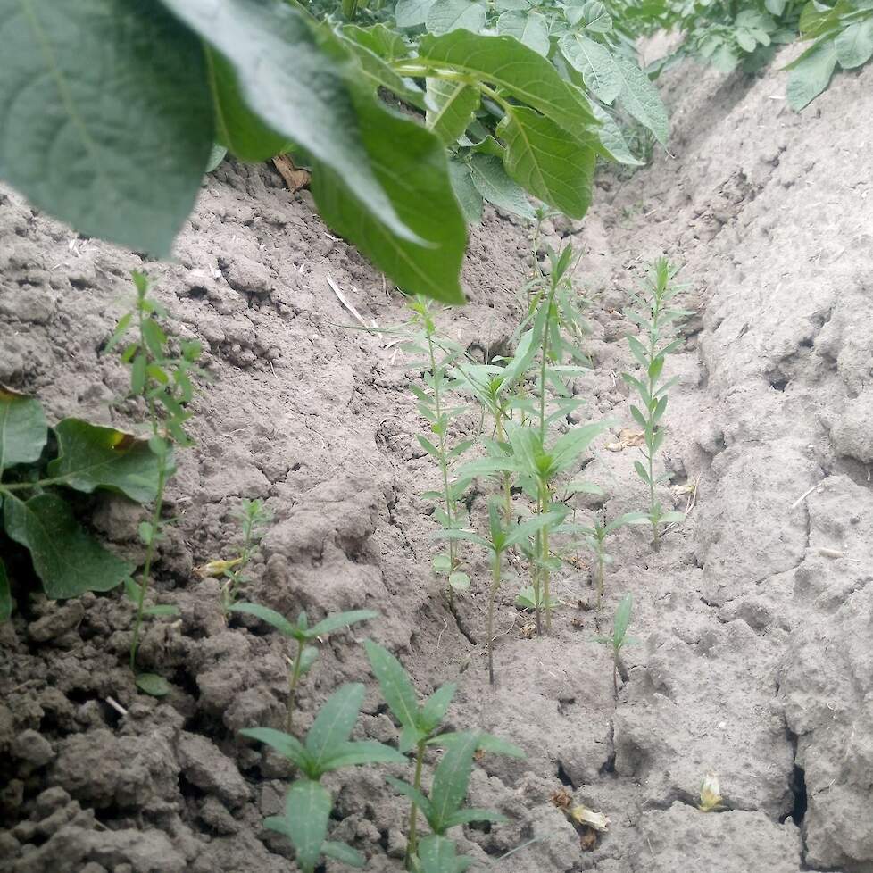 Solanum Pro tussen de aardappelruggen, juli 2023