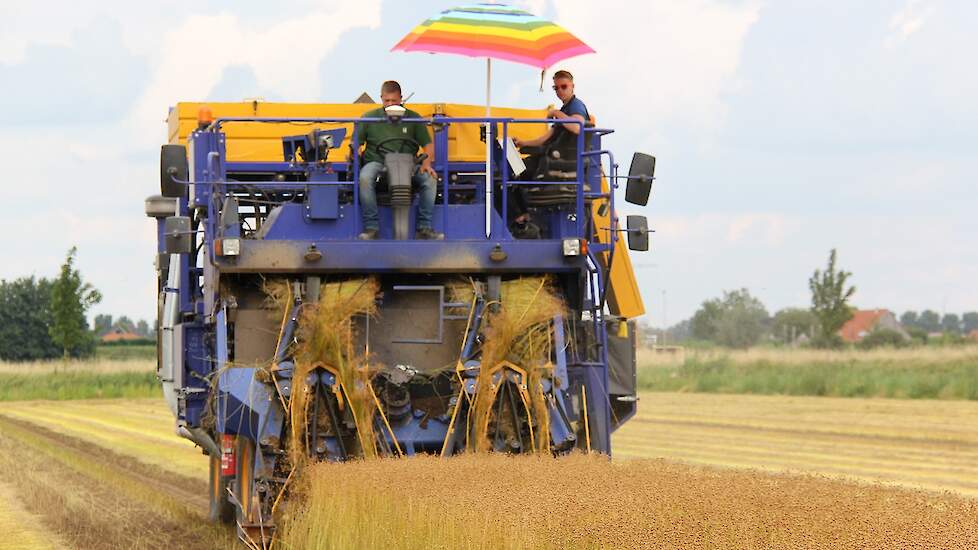 Op de plukker zitten twee man. De een bestuurt de machine, de ander controleert het ontzaden van het vlas.