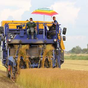 Op de plukker zitten twee man. De een bestuurt de machine, de ander controleert het ontzaden van het vlas.