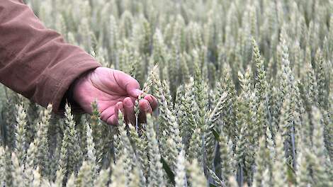 FAO-functionaris: ‘EU mag voedselproductie niet opofferen in naam van duurzaamheid’