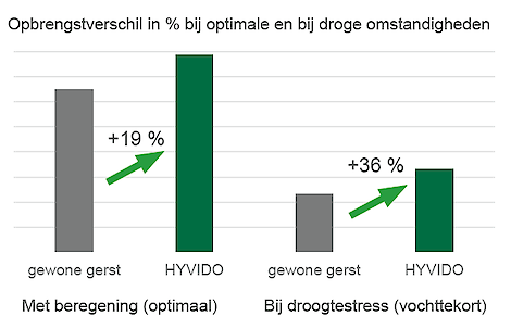 Significant opbrengstverschil tussen "gewone" gerst en HYVIDO hybride gerst. Bij droogtestress is het percentuele verschil zelfs nog hoger!