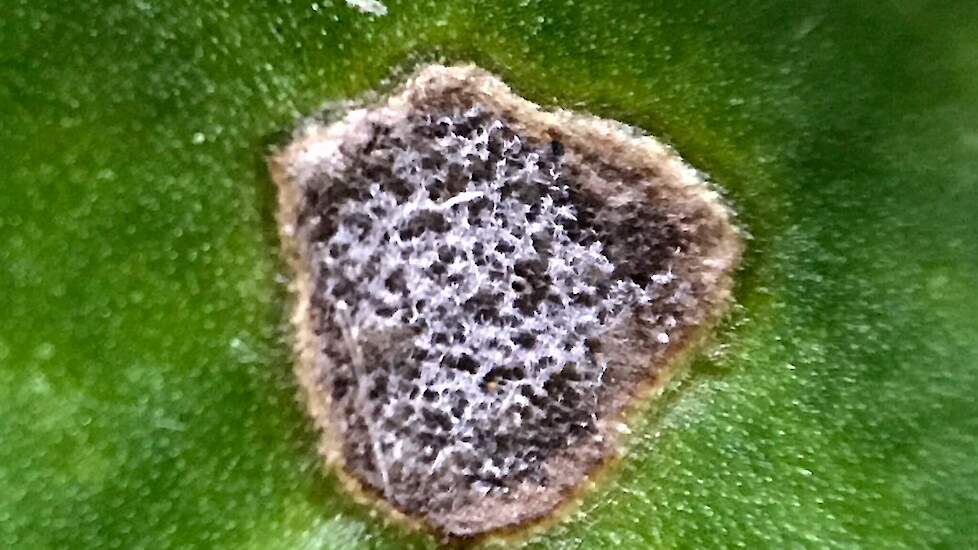 Vlekje veroorzaakt door cercospora. De vlekken kunnen worden verward met bladvlekken veroorzaakt door de bacterie pseudomona, waartegen geen bespuiting kan worden uitgevoerd.