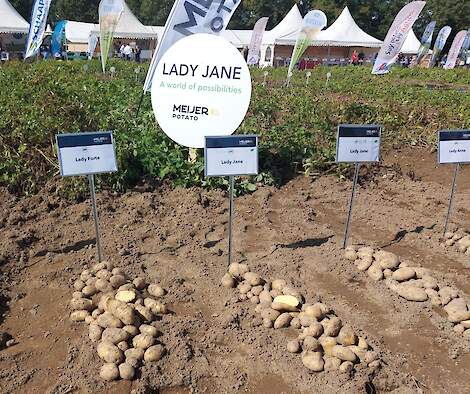 Nieuwkomers zoals Lady Jane en andere rassen laten goede resultaten zien.
