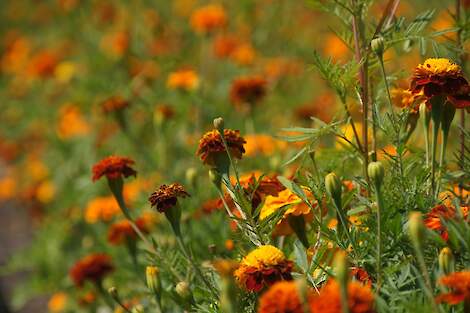 Tagetes