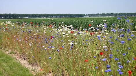 Najaarszaai van bufferstroken