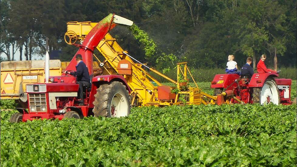 Oldtimer bietenrooien in de polder in Luttelgeest -sugarbeet harvest