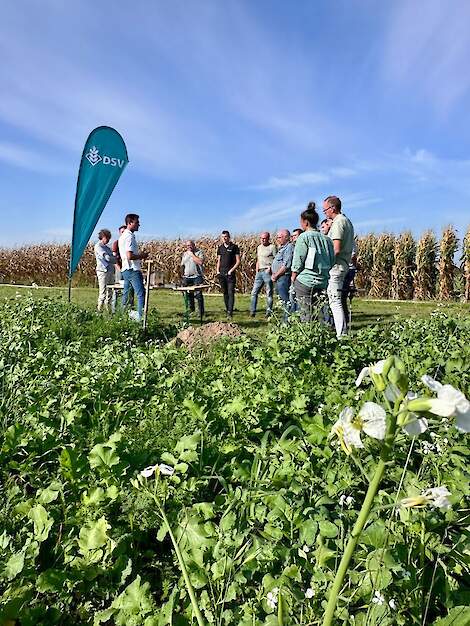 DSV Expertdag Bodem groenbemesters