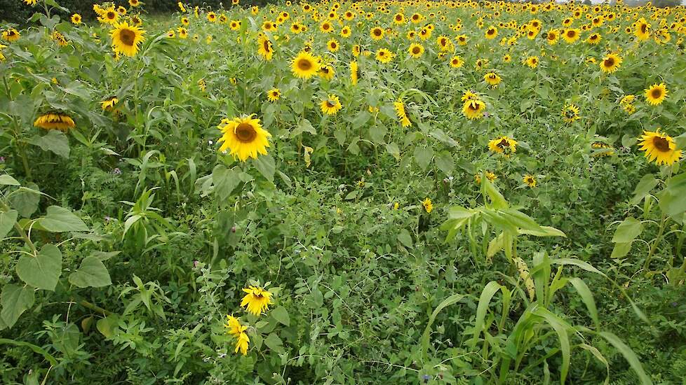 Groenbemester met wel zes soorten vlinderbloemigen en met zonnebloemen en sorghum
