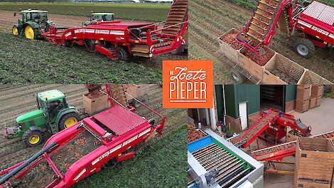 Zoete aardappels rooien & inschuren | Harvesting Sweet Potatoes | Grimme | John Deere | Oogst 2023