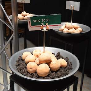 Het chipsras SH C 2030 van Stet is een voorbeeld van een ras dat qua stikstof met 30 procent minder toe kan, zegt Jos Scholtens namens het handelshuis.