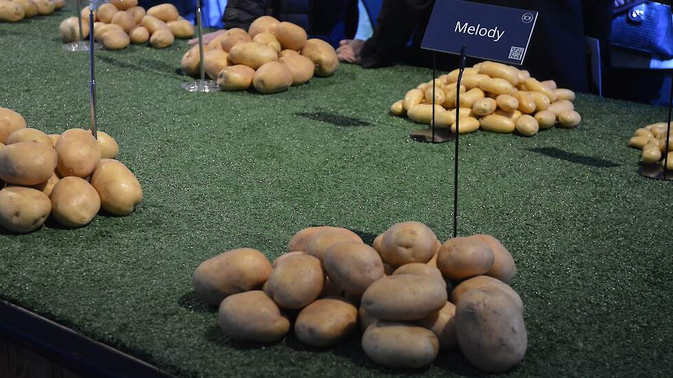 Een belangrijk ras voor Meijer Potato is onder meer de tafelaardappel Melody, vanwege zijn kracht op stabiliteit. Het ras zit al langer in het pakket van Meijer Potato. Soortgelijke rassen in opkomst zijn Sound (export) en Lady Jane (een ras voor meerdere