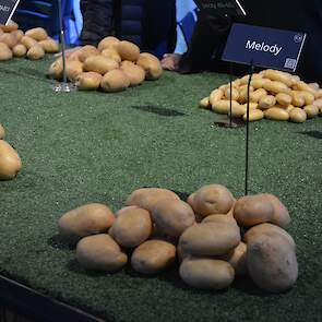 Een belangrijk ras voor Meijer Potato is onder meer de tafelaardappel Melody, vanwege zijn kracht op stabiliteit. Het ras zit al langer in het pakket van Meijer Potato. Soortgelijke rassen in opkomst zijn Sound (export) en Lady Jane (een ras voor meerdere