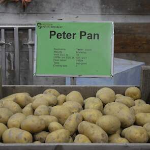 Het geelvlezige phytophthoraresistente ras Peter Pan van Geersing Potato Specialist staat vanaf 1 januari 2024 op de rassenlijst. „Hiermee kunnen we meer de Duitse markt op gaan. Daar waren we nog niet heel actief”, zegt Jan-Eric Geersing.
