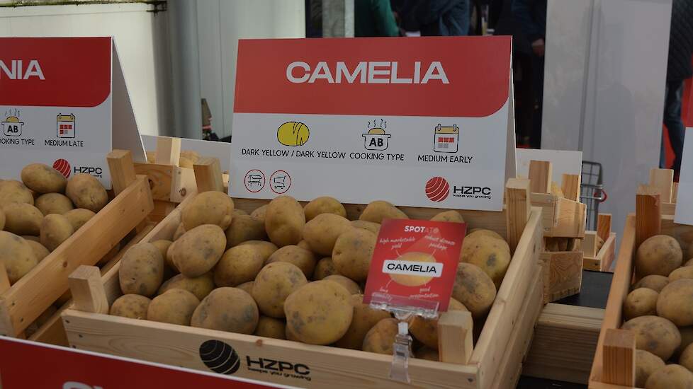 Bij HZPC wordt in enkele jaren rap opgeschaald waar het gaat om de robuuste rassen. Waar het pootgoedareaal nieuwe aardappelrassen in 2022-2023 nog 200 hectare was, zet het handelshuis in op 3.500 hectare over vier jaar. De eerste klimaatrobuuste rassen z