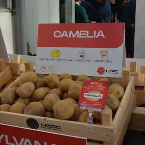 Bij HZPC wordt in enkele jaren rap opgeschaald waar het gaat om de robuuste rassen. Waar het pootgoedareaal nieuwe aardappelrassen in 2022-2023 nog 200 hectare was, zet het handelshuis in op 3.500 hectare over vier jaar. De eerste klimaatrobuuste rassen z