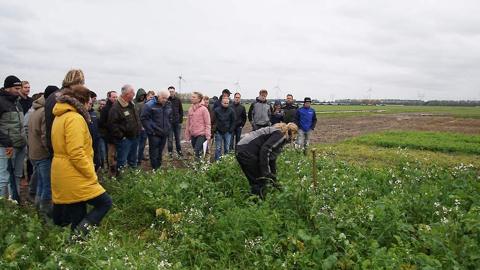 Meer biomassa en drogere bodem door vroege groenbemesterzaai.