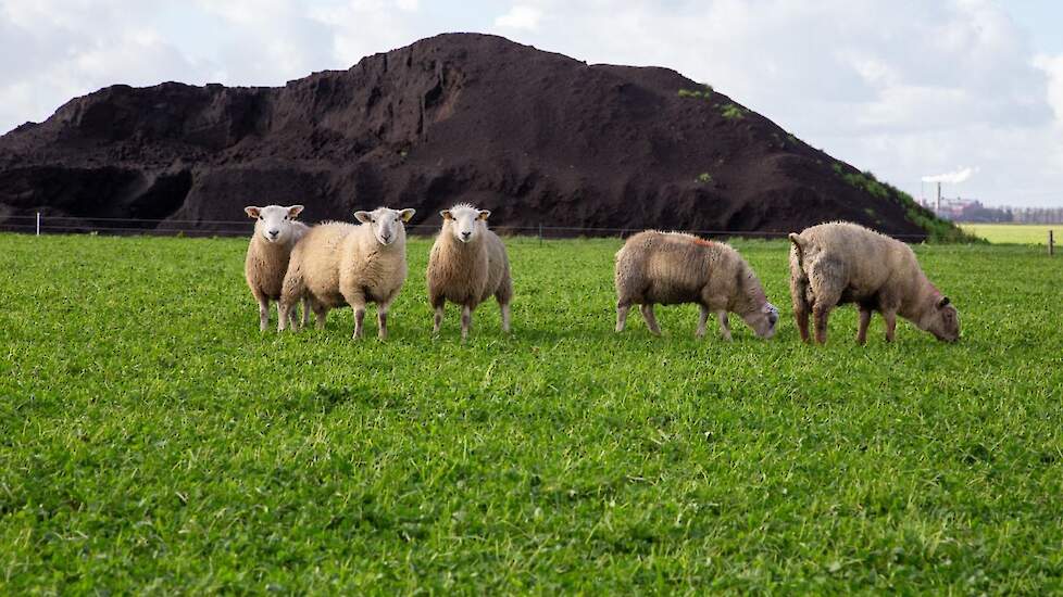 Schapen en compost op het land van Appelman.