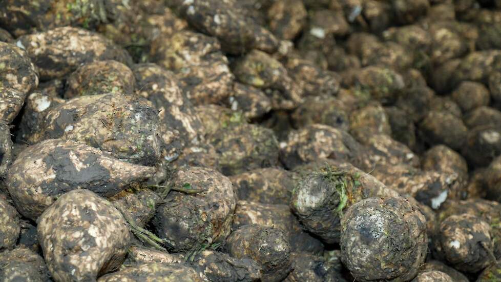 De akkerbouwers telen 17 hectare suikerbieten. Het gewas is wel een blijvertje, denkt Toby. „Het is een mooie teelt en met de huidige bietenprijs wordt het alleen maar leuker.”