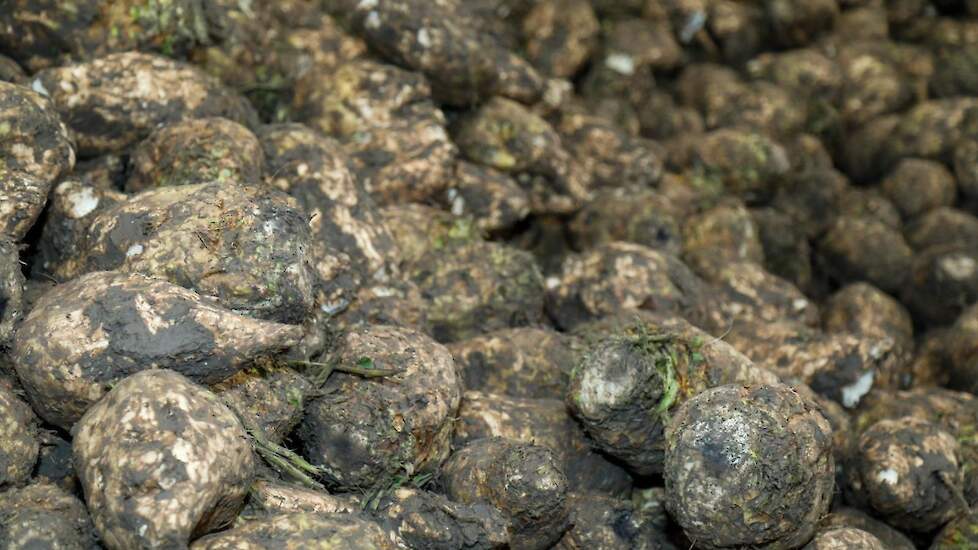 De akkerbouwers telen 17 hectare suikerbieten. Het gewas is wel een blijvertje, denkt Toby. „Het is een mooie teelt en met de huidige bietenprijs wordt het alleen maar leuker.”