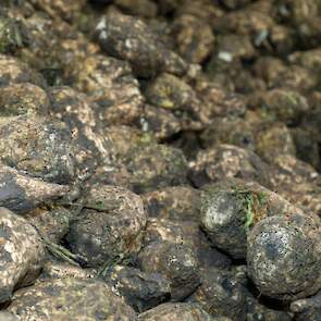 De akkerbouwers telen 17 hectare suikerbieten. Het gewas is wel een blijvertje, denkt Toby. „Het is een mooie teelt en met de huidige bietenprijs wordt het alleen maar leuker.”