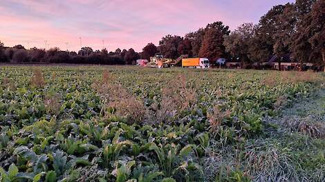 Eind september werd er op zandgrond in Doetinchem al gerooid. Desondanks zitten in het Oostelijk zandgebied nu nog relatief veel suikerbieten in de grond.