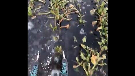 Schaatsen tussen de bieten
