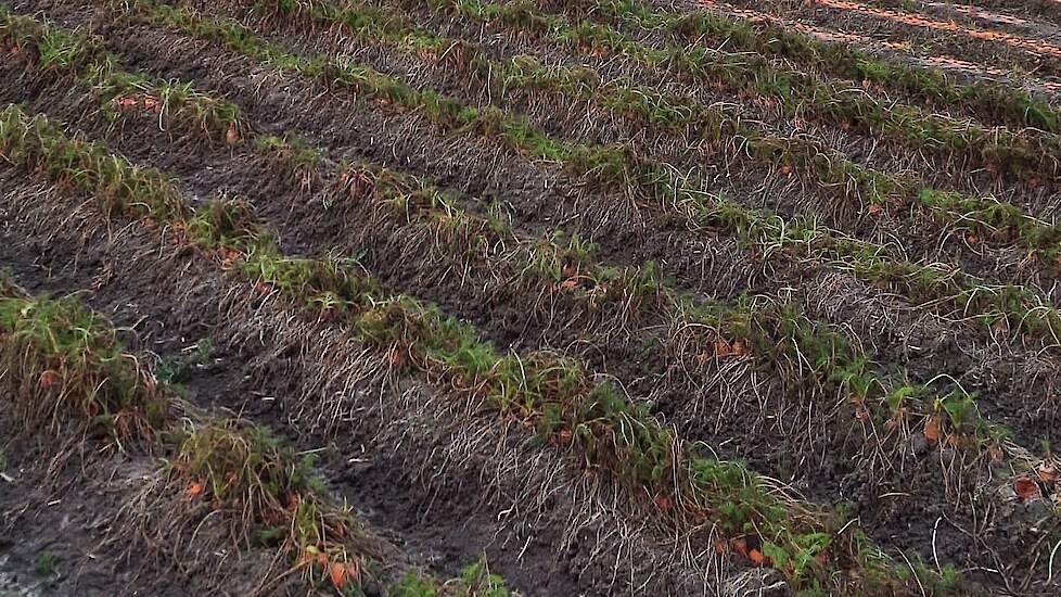 Het ging om 1,5 hectare peen van het ras Nerac.