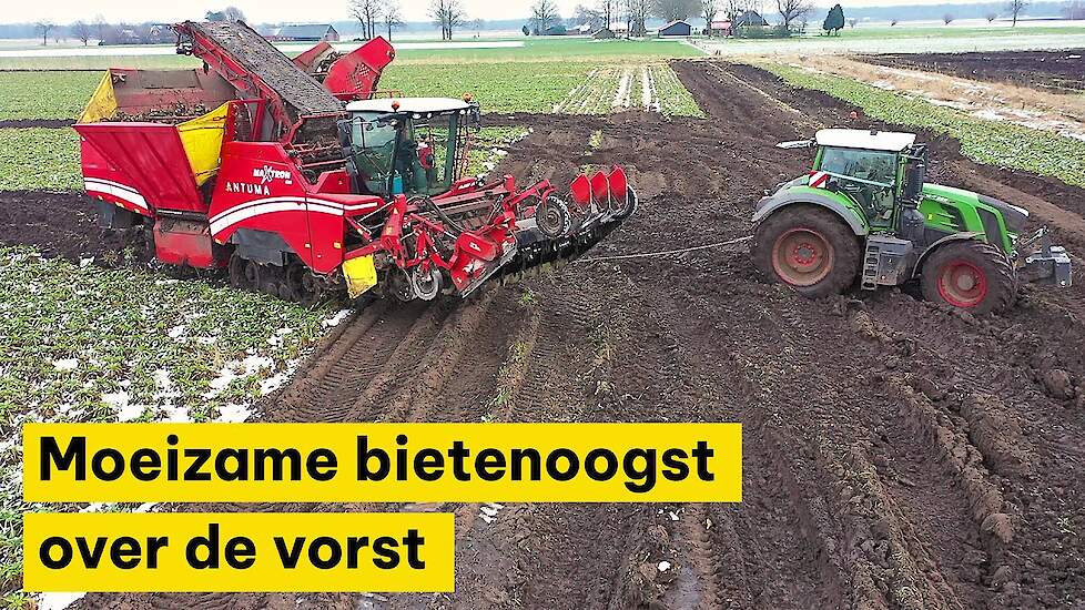 Moeizame bietenoogst over de vorst: ‘Wachten wordt dit jaar niet beloond’