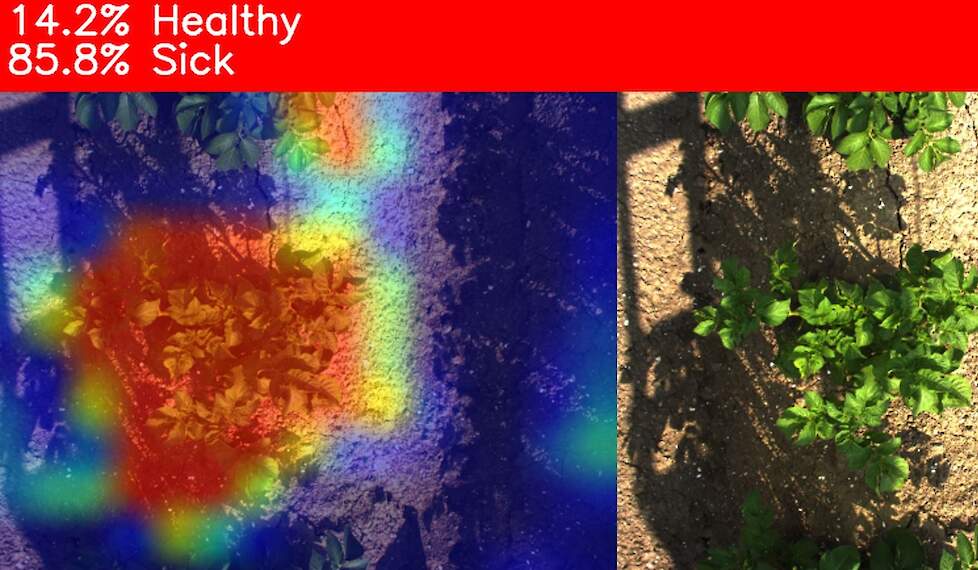 Het beeld dat de ziekzoeker ziet: hoe roder het beeld, hoe meer de plant als ziek wordt gezien.
