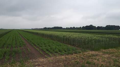 Strokenteelt op proefboerderij Ebelsheerd in Nieuw Beerta.