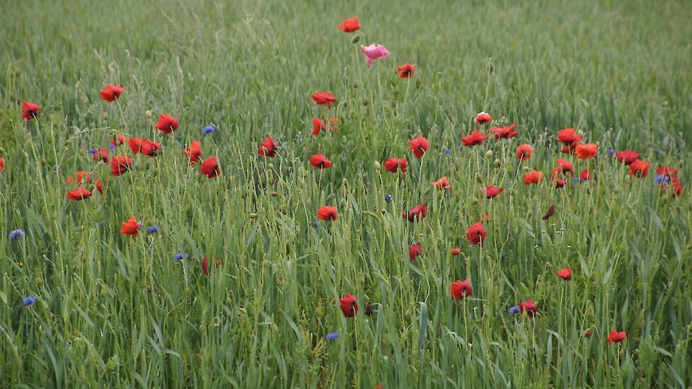 Akkerbloemen