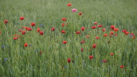 Akkerbloemen