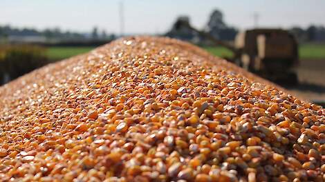 Vroeg van het veld geeft waar voor je geld Vroege korrelmaïsrassen zoals SY Calo (FAO 215) en SY Cosmos (FAO 210) zijn goede keuzes. Zij combineren opbrengst, lage droogkosten en stabiliteit.