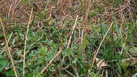 DSV TerraLife Soilprotect groenbemester