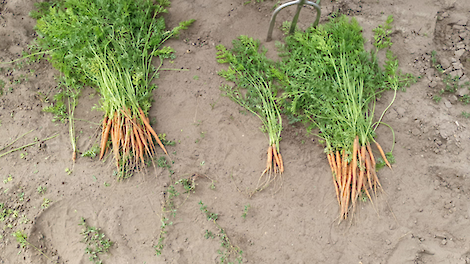 Waspeen Hooge Mierde – 3 juli 2023 (links NEMguard, rechts Vydate)